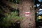 White and red hiking trail marker painted on a blaze tree in the forest.