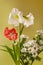 White and red hippeastrum amaryllis and white chrysanthemum on a gold background