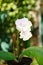 White with red houseplant flowers