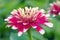 White and red hybrid Aster flower in Bangkok Thailand