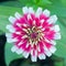 White and red hybrid Aster flower in Bangkok Thailand