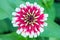 White and red hybrid Aster flower in Bangkok Thailand top view