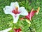 White and red Lilium flowers