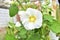 White and red Mallow flowers close up in the garden