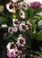 White and red mixed dancing lady orchids