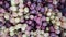 White and red or purple raw grapes. Autumn fruits display for sale at marketplace. Direct sun light rays, natural feeling,
