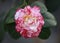 White and red Rosa aurora,rose bengal camellia, japonica in full bloom with green leaf