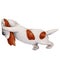 White with red spots dog breed Basset Hound pushing something. isolated on white background