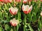 White with red streaks on the outside and pure white inside the tulip.The festival of tulips on Elagin Island in St. Petersburg