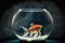 white red striped goldfish in bowl on table, aquarium fish in space