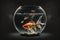 white red striped goldfish in bowl on table, aquarium fish in space