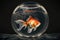 white red striped goldfish in bowl on table, aquarium fish in space