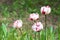 White and red Tulip - Blooming colorful tulips in a rural garden on blurred background