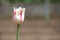 White and red Tulip - Blooming colorful tulips in a rural garden on blurred background.