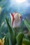 White and red tulip on the blurred tulips background, spring holidays and women day theme