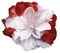 White-red tulip flower on white isolated background with clipping path. no shadows. Closeup.