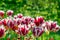 White and red tulips flowers in park.