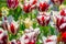 White and red tulips flowers in park.