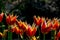 White and red tulips flowers in park.