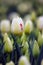 White-red tulips among tulip buds on blurred background.