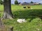 White Red of White black Frysian Holstein cows on a meadow