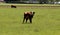 White Red of White black Frysian Holstein cows on a meadow