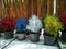 White, red , yellow and blue tree in 4 pots on the floor. wood background.