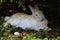 White and reddish rabbit resting in the shade of a bush