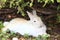 White and reddish rabbit resting under a bush