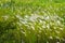 White reed blooming in the field