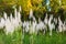 White reed field blooming