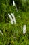 White reed grass or Cogon grass flowers