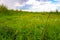 white reed grass field under blue sky