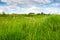 white reed grass field under blue sky