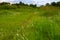 white reed grass field under blue sky