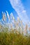 White reed in the meadow