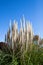 White reeds under the blue sky.