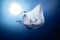 White Reef manta ray swimming in the deep blue water