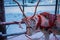 White reindeer with antlers and harness for pulling a sleigh