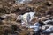 White reindeer in the Cairngorm mountains