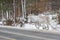 White reindeer crossing the road