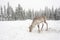 White reindeer eat on snowy field