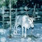 White Reindeer at farm in Lapland Northern Finland night snowfall