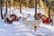 White reindeer jumping in winter farm at Lapland Finland