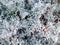 white reindeer moss
