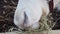 White Reindeer Nibbling Hay - Close Up