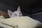 A white rescue kitten peeks over a folded blanket