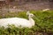 White Resting male Indian peafowl Pavo cristatus