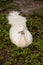 White Resting male Indian peafowl Pavo cristatus