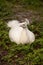 White Resting male Indian peafowl Pavo cristatus